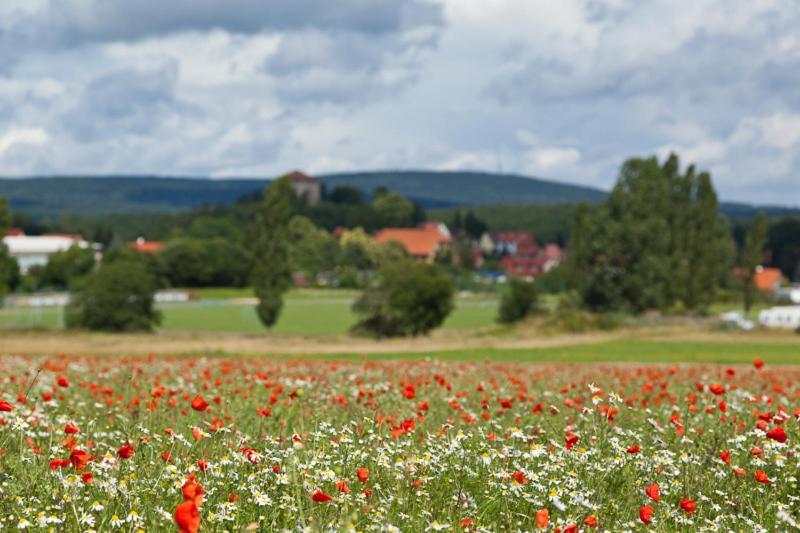 Hotel Waldoase Hirschbuechenkopf Güntersberge Esterno foto